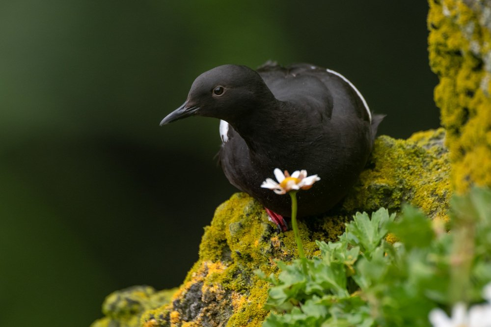 Принцесса на выданье