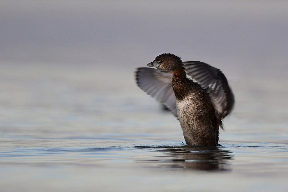 Photograph by SI SABER LOTFI