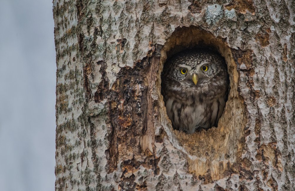 Фотография автора Татьяна Ливеровская