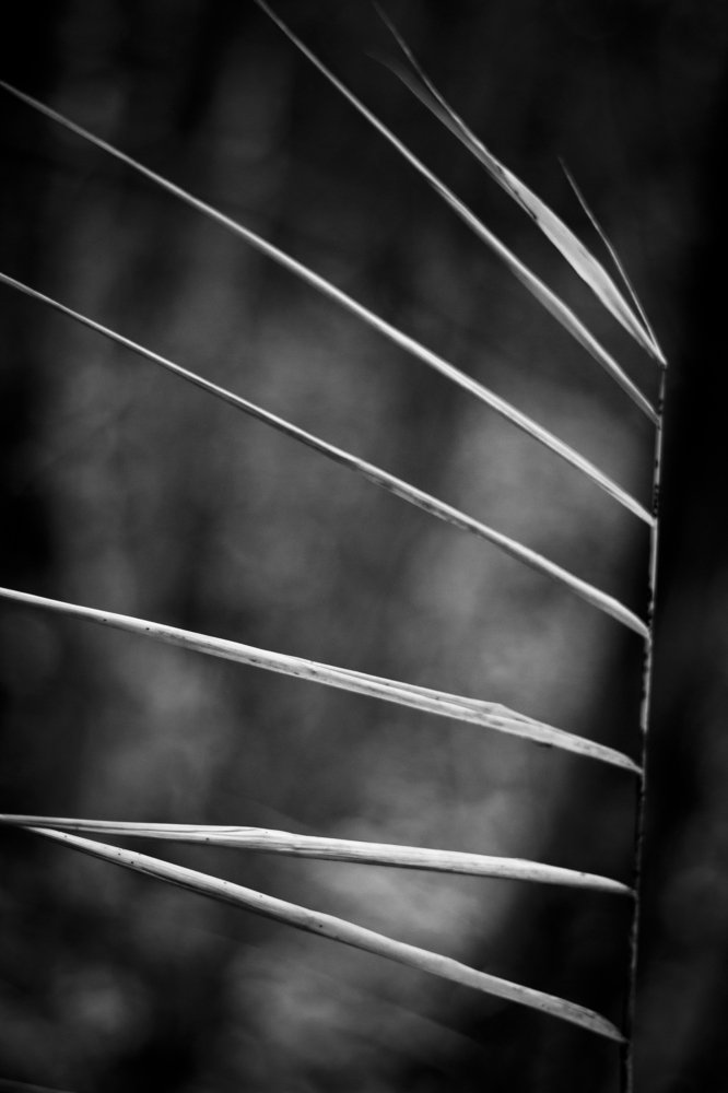 Photograph by Ceslavs Grzibovskis