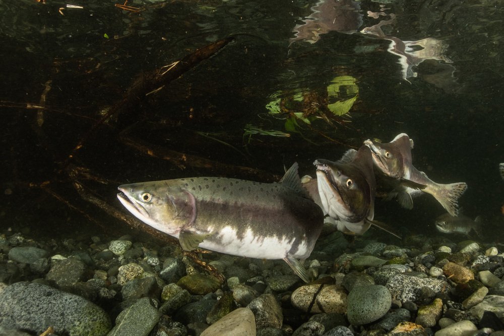 Нерест горбуши