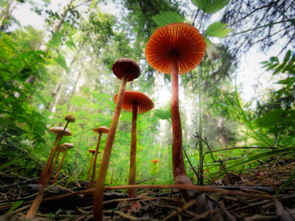 Алиса в стране Чудес