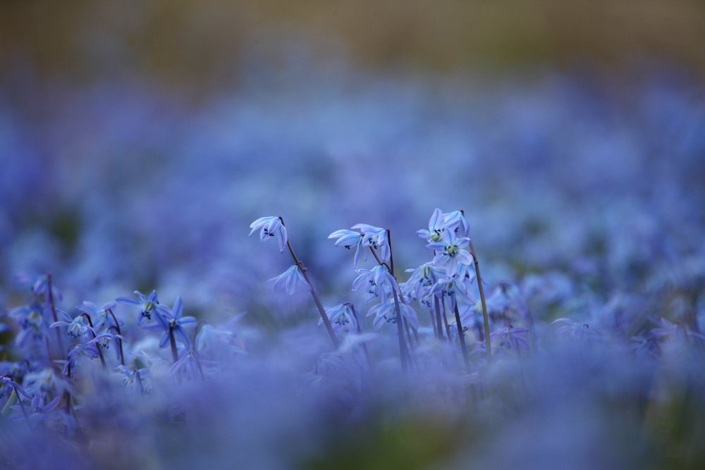 Первоцветы