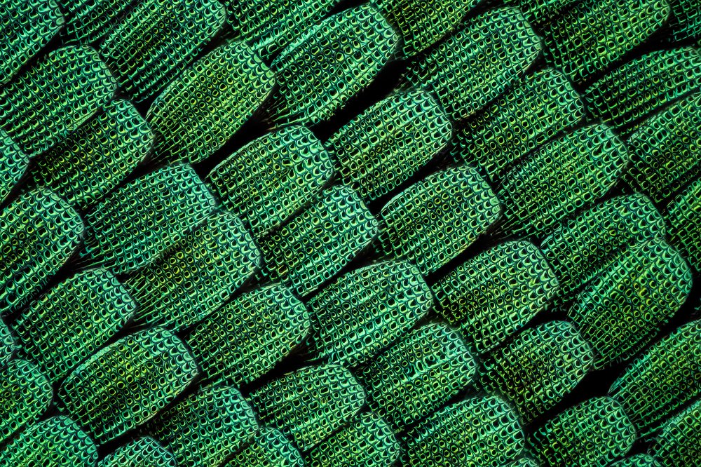 Photograph by Marco Jongsma