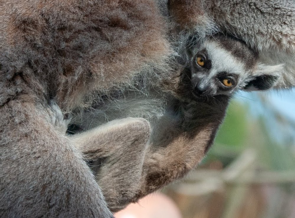 Photograph by Olga Zdančuka