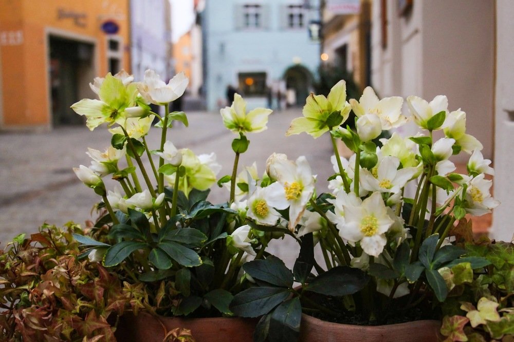 Photograph by Marina