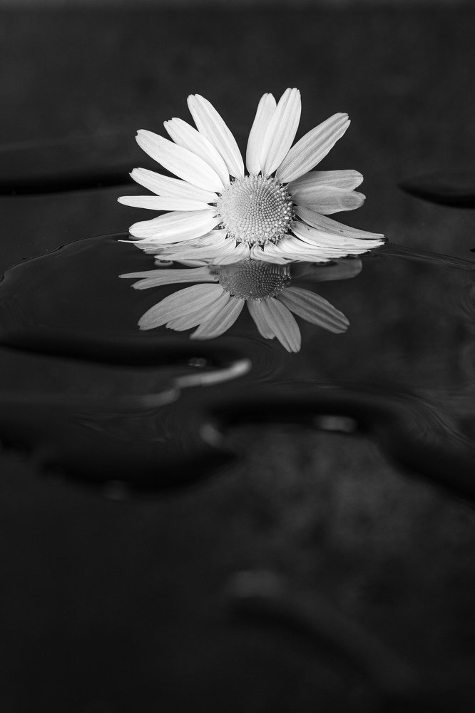 Photograph by Елена Щетинина