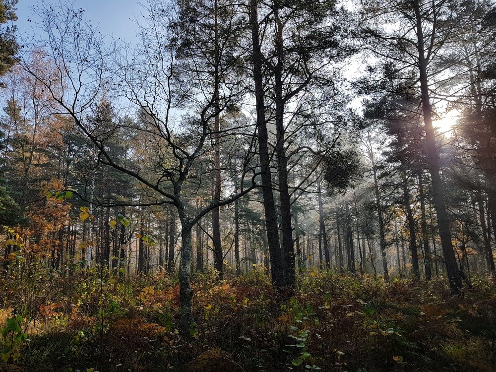 Осенний лес