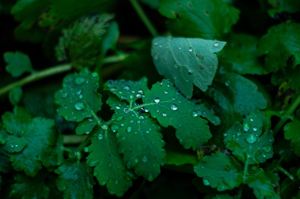 Photograph by Никита Колеганов