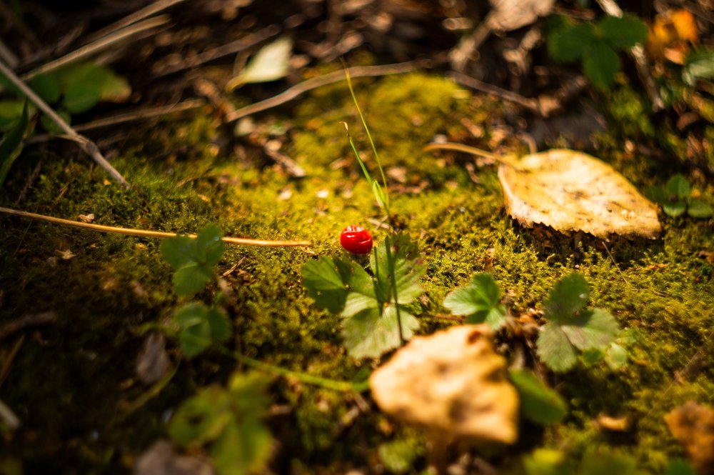 Photograph by Никита Колеганов