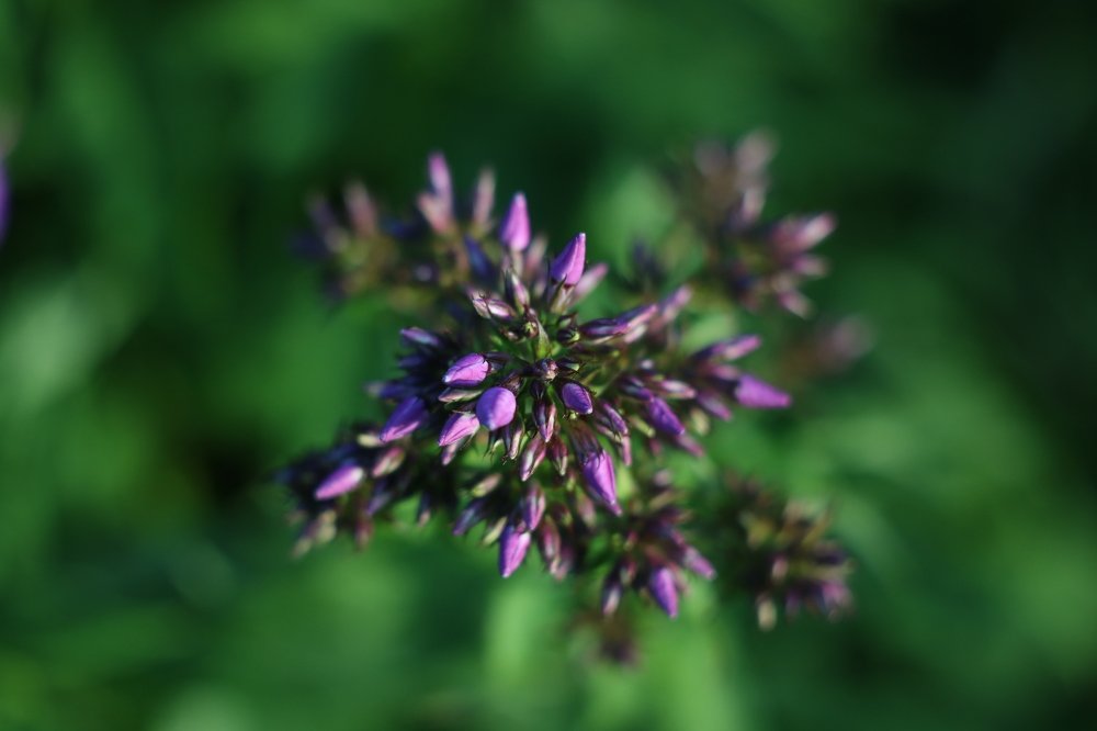 Photograph by Наталья Комарова