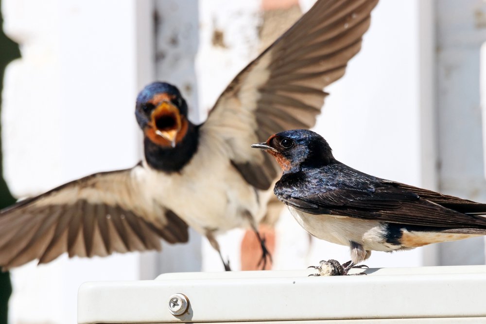 Photograph by Антон Мироненко-Маренков