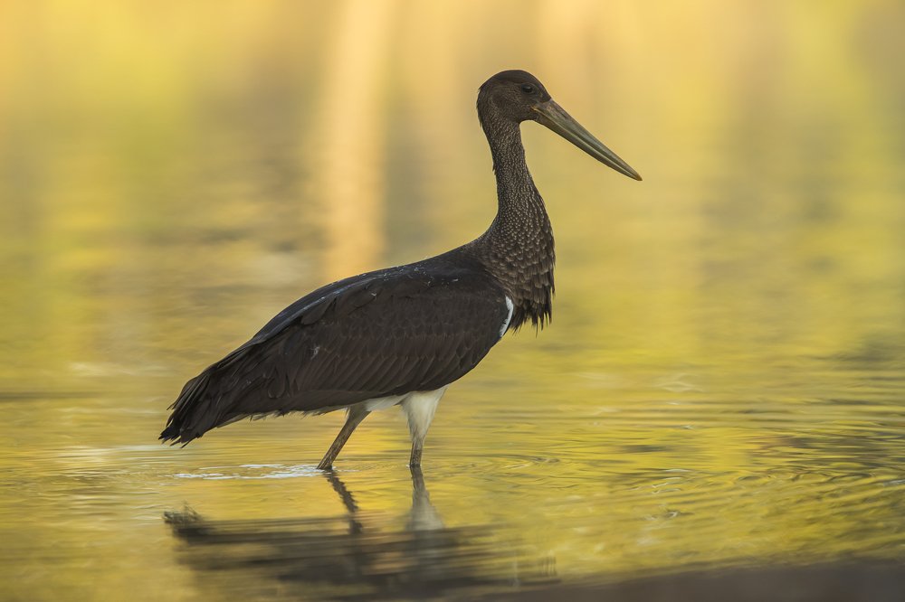 Photograph by Борис Белчев