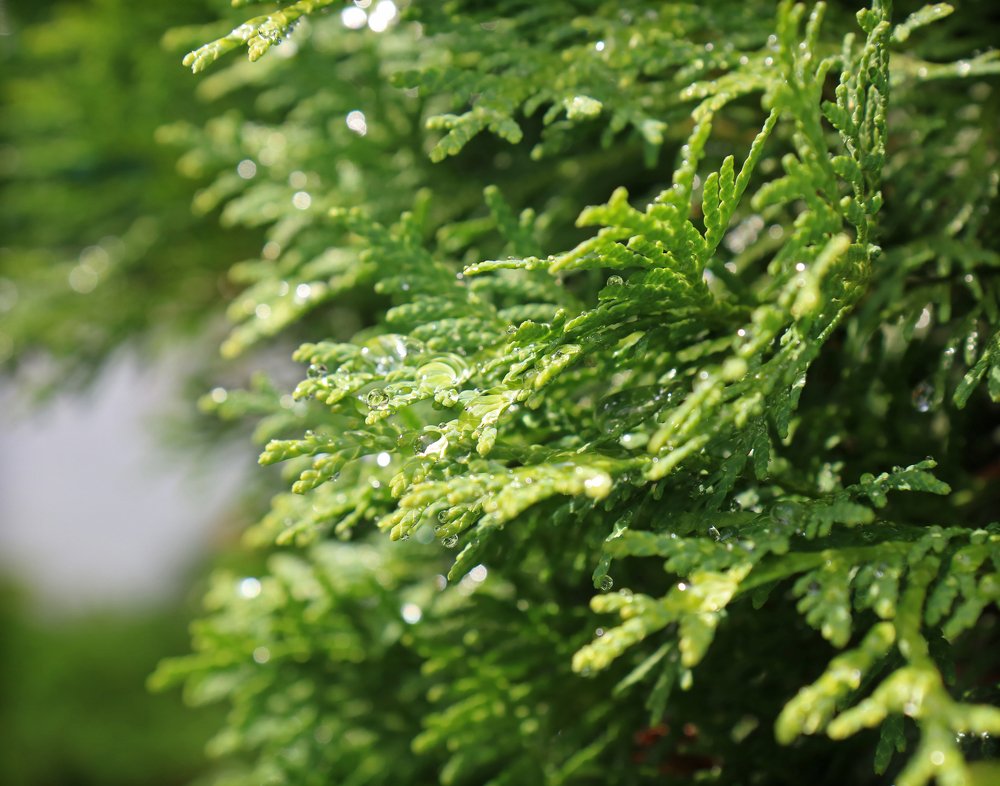 Photograph by Наталья Комарова