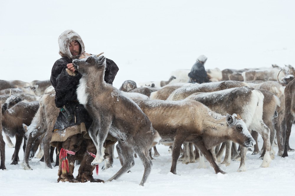 Покормить Авку