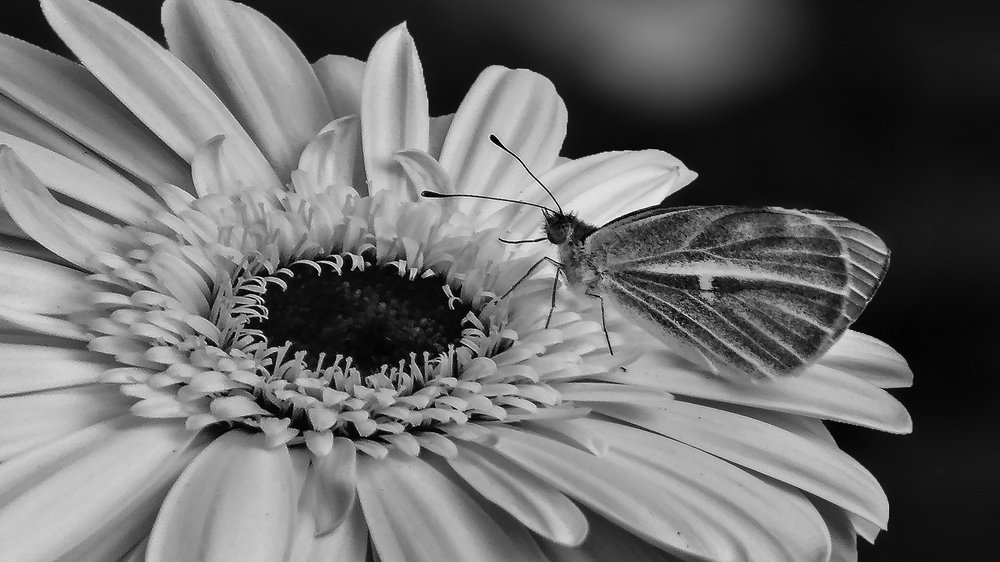 Photograph by Tanmoy Das