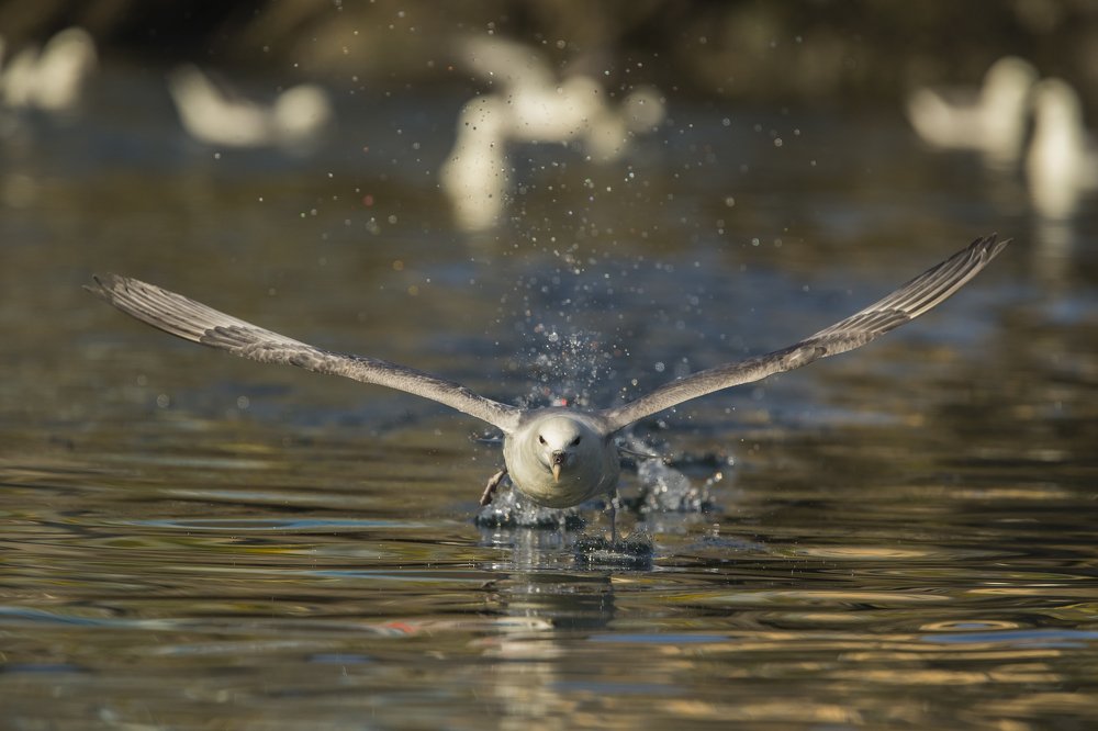 Photograph by Борис Белчев