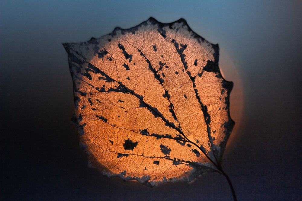 Photograph by Александра Юсупова