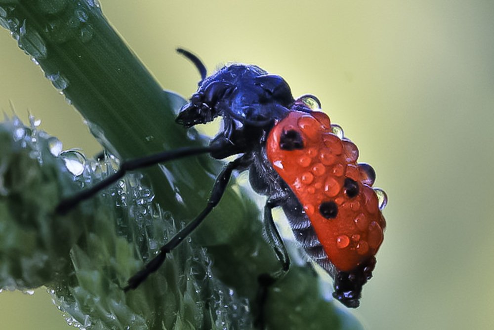 Photograph by Александра Юсупова