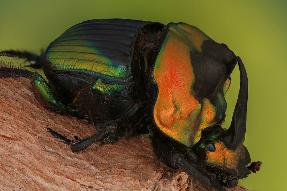 Scarab beetle