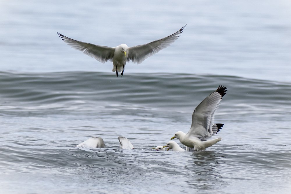 Обитатели Командорского заповедника