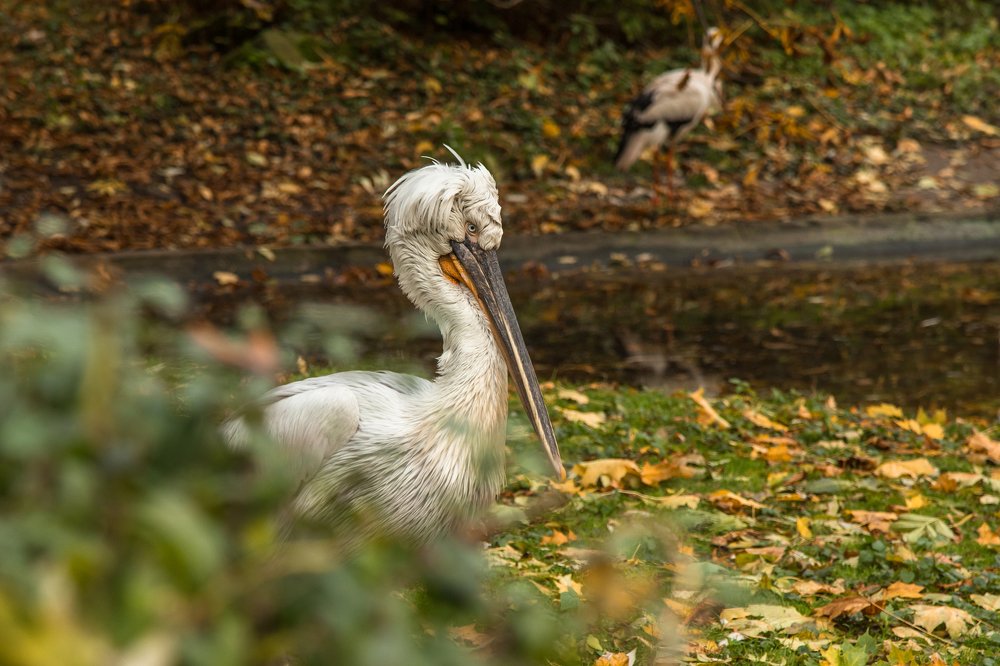 Пеликан кудрявый
