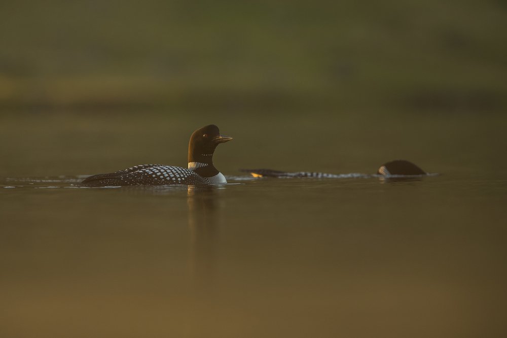 Photograph by Борис Белчев