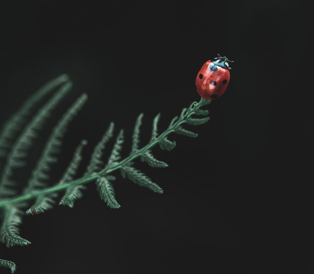 Photograph by Александра Юсупова