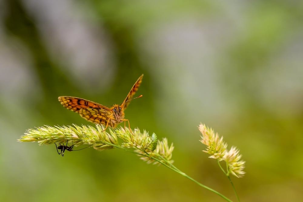 Photograph by António Vieira