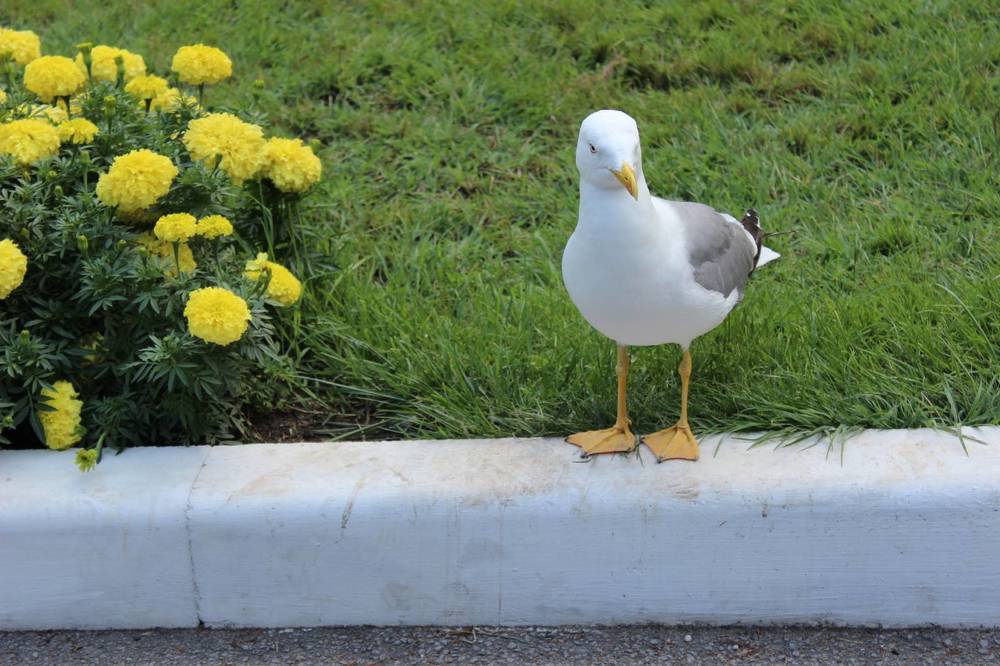 Photograph by Ольга Кармалит