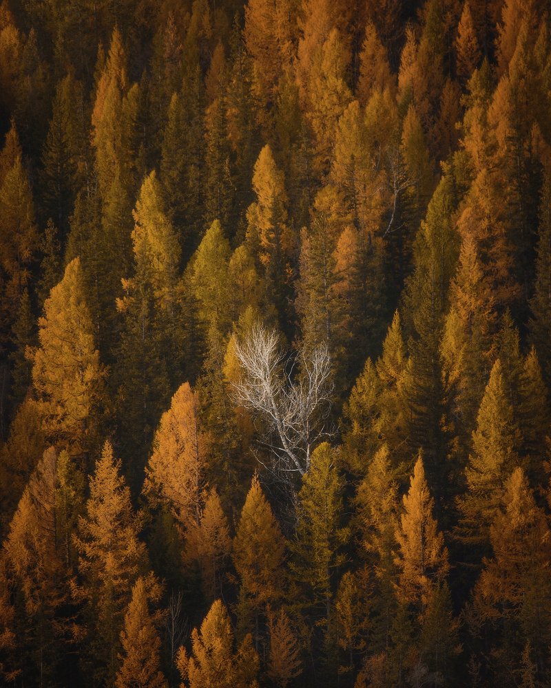 Photograph by Степаненко Ольга