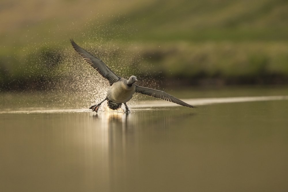 Photograph by Борис Белчев