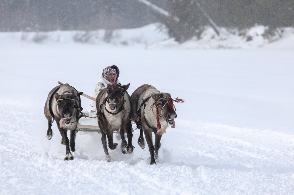 И метель не помеха!