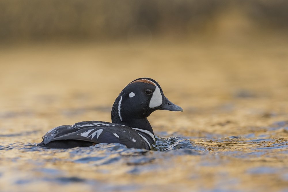 Photograph by Борис Белчев