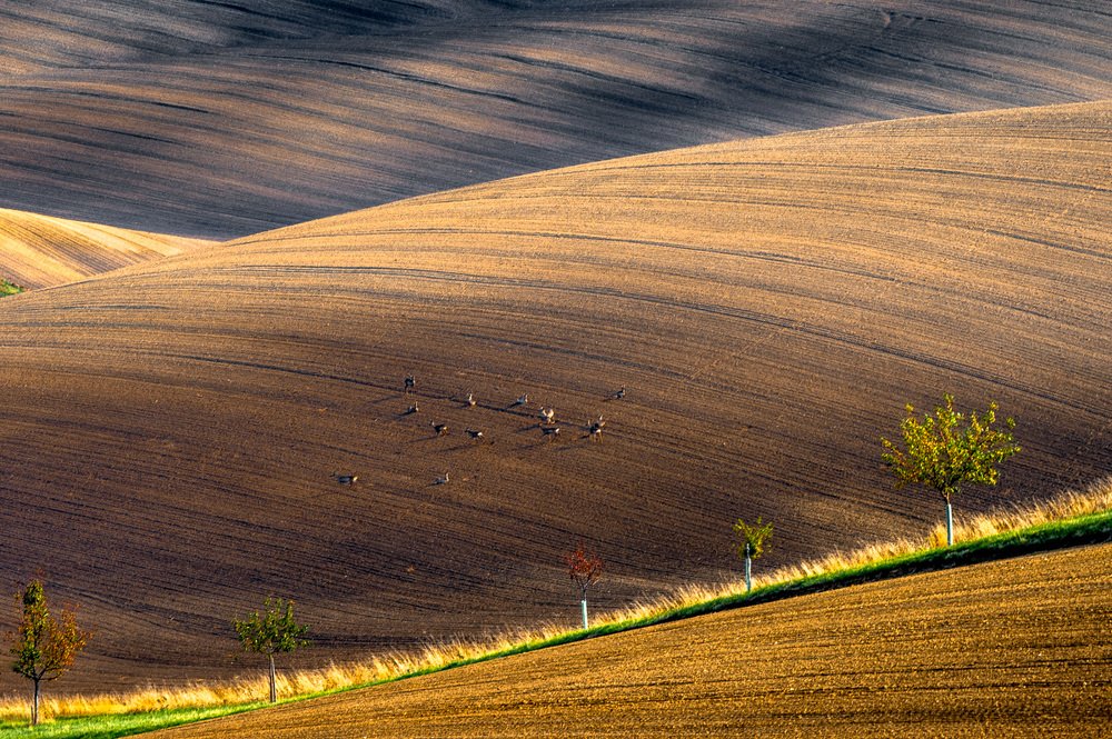 Утомленные солнцем