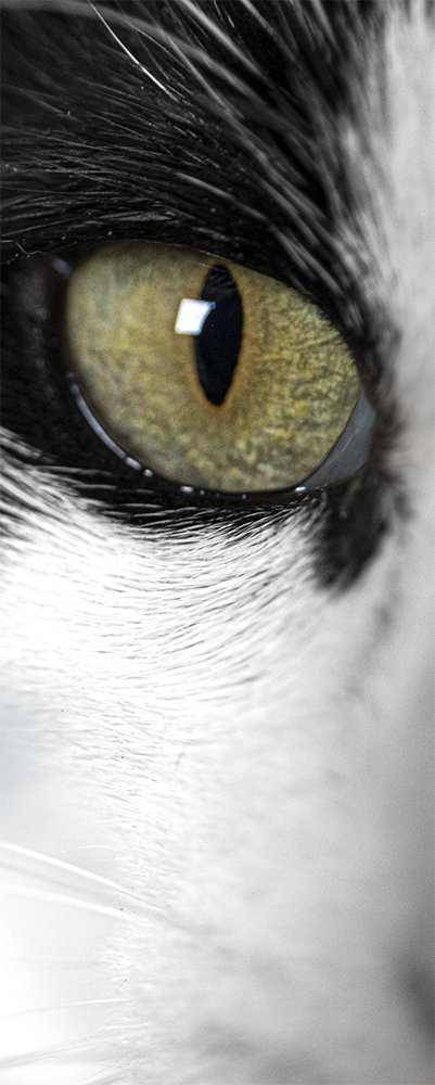 Elige Tu Propio Ojo...