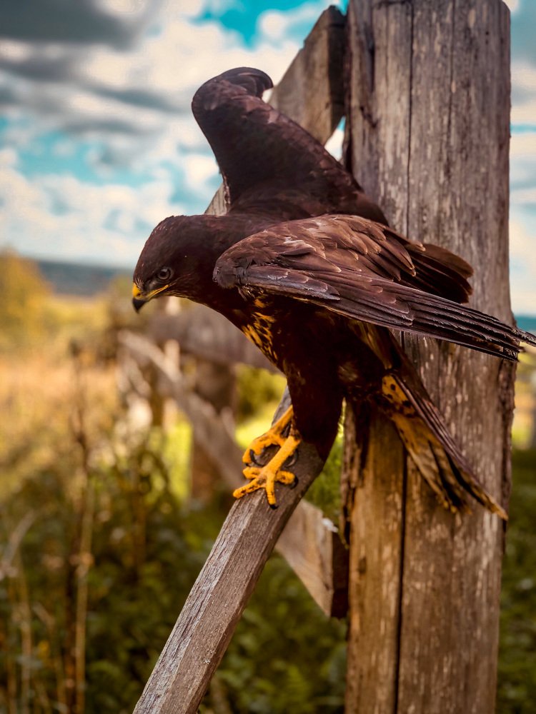 Фотография автора Алиса Чурчудесная