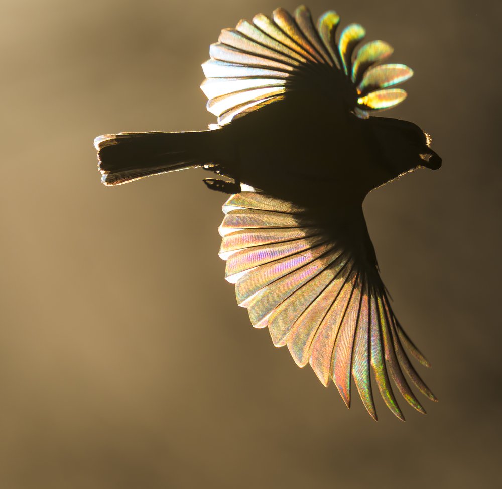 В объятиях солнца