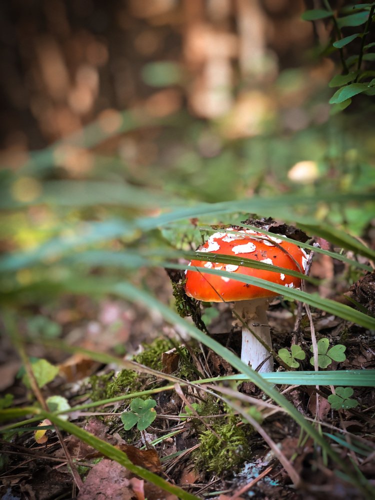 Фотография автора Алиса Чурчудесная