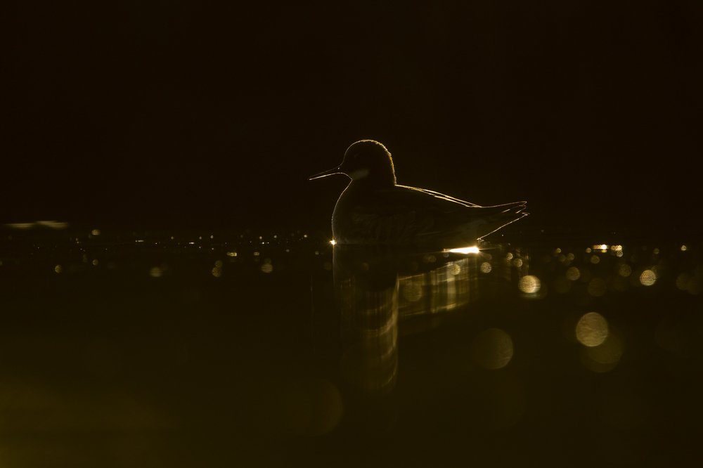 Photograph by Борис Белчев