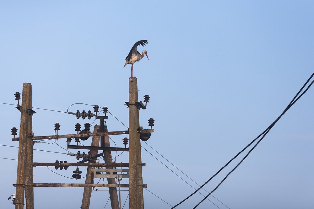 Главный энергетик / Chief Power Engineer