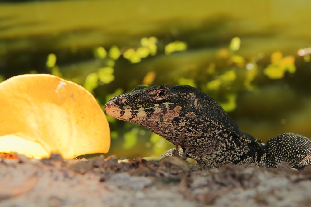 Высматривая добычу.