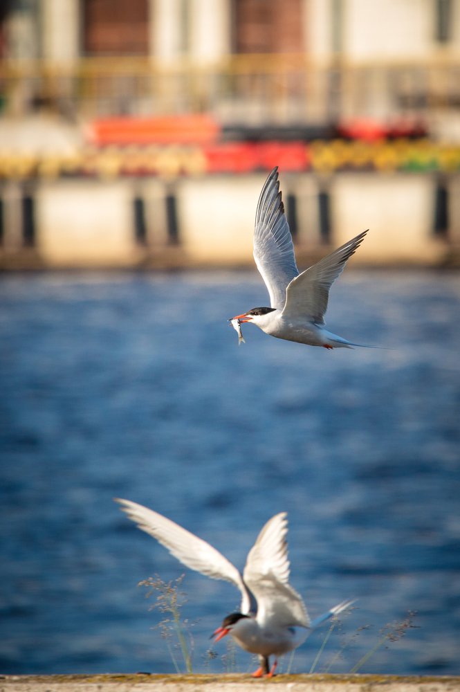 Photograph by Денис Ремпель