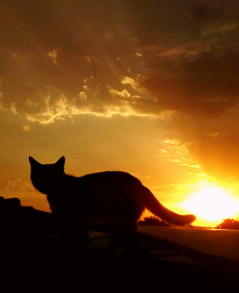 Кот на крыше / cat on the roof