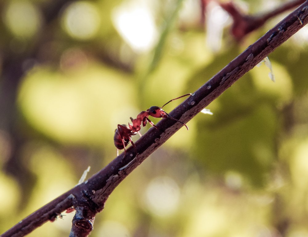 Photo #4419453