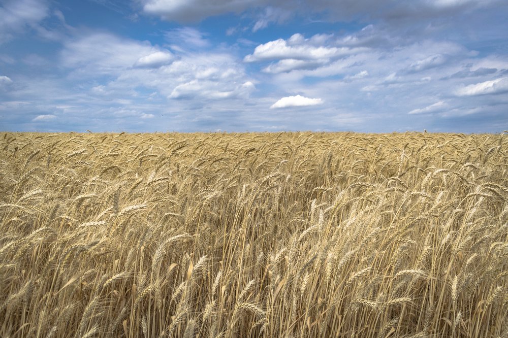 Конец цикла жизни пшеницы