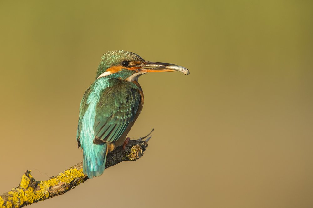 Photograph by Борис Белчев