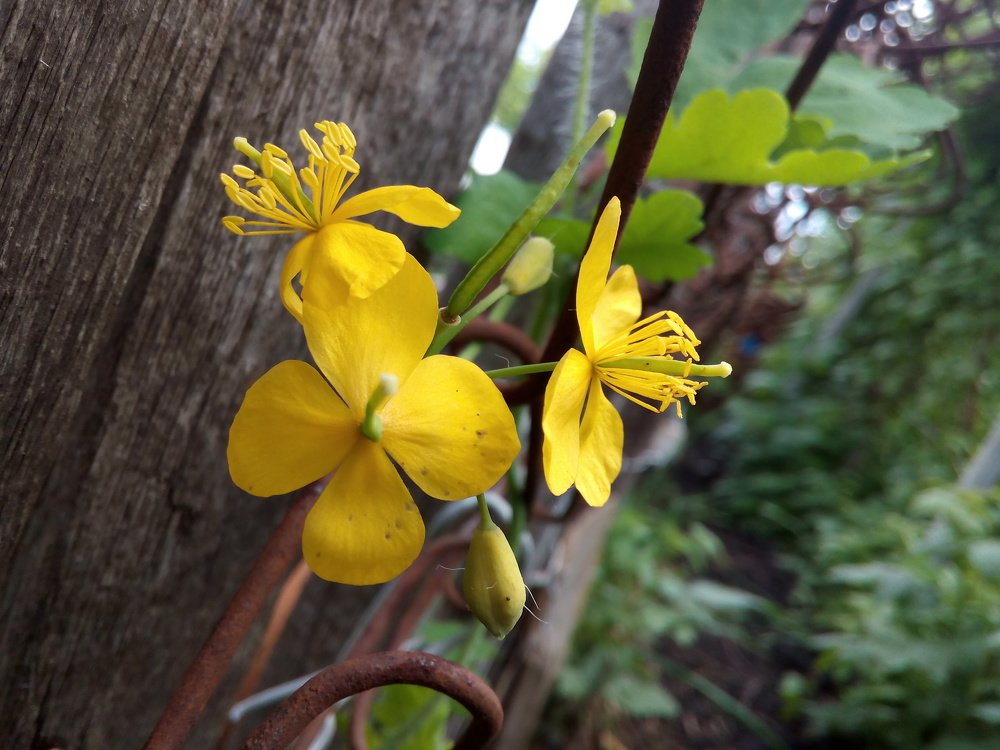 Photograph by Ксения