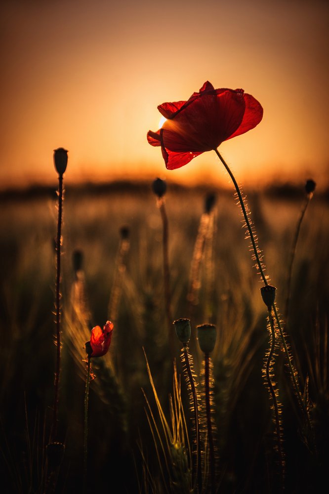 Photograph by Danica Markez