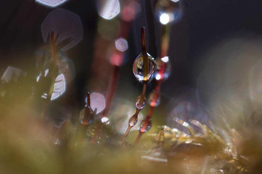 Photograph by Людмила Гудина